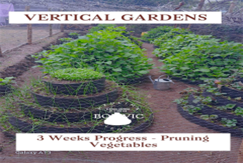 A proud local farmer inspecting the high-yield vegetable harvest